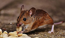 24 Hour & Emergency Exterminators in Livingston, TX